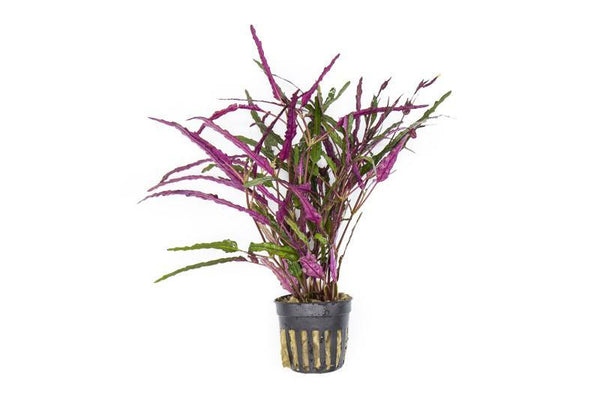 dragon tongue succulent plant Hemigraphis Repanda / Dragon's Tongue