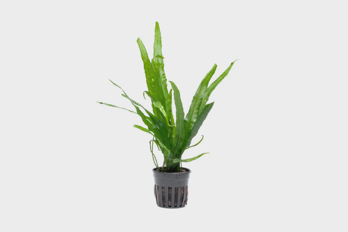 Java Fern Needle Leaf – Nature Aquariums USA