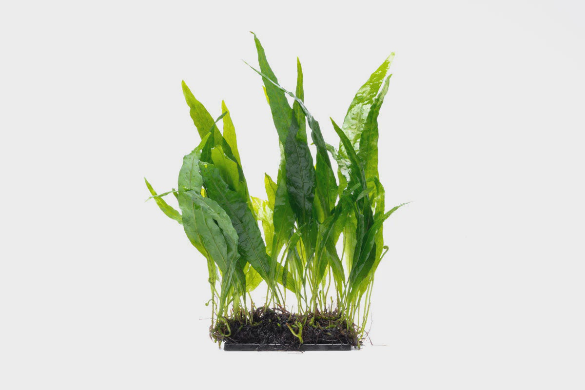 Java Fern Decorative Java Fern Narrow Decor – Nature Aquariums USA