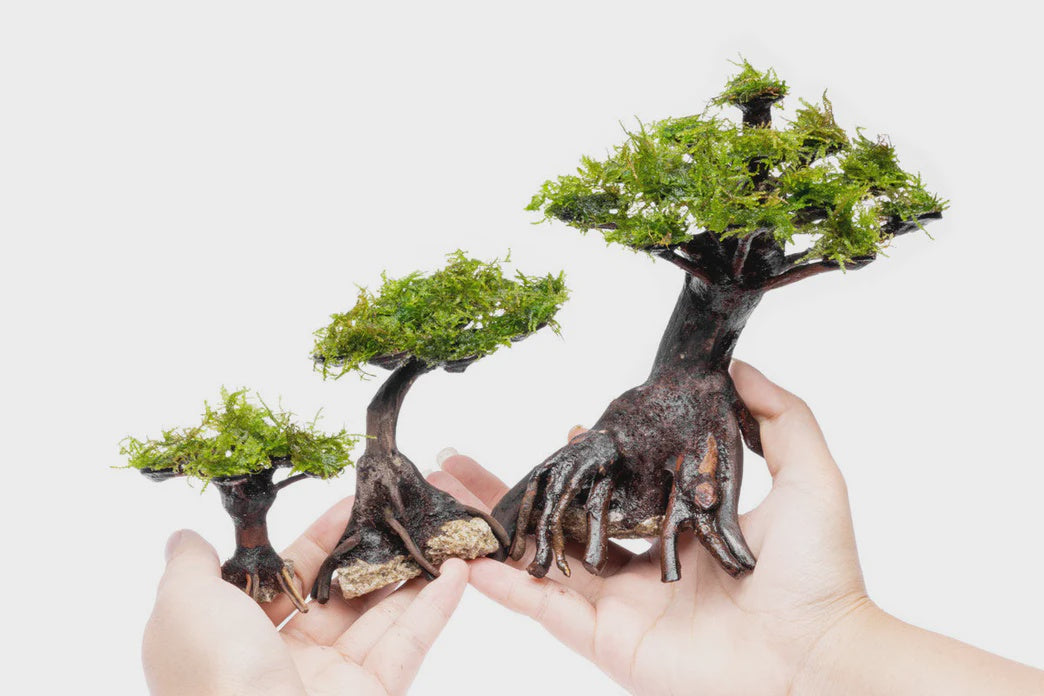bonsai tree with moss Christmas Moss on Bonsai – Nature Aquariums USA
