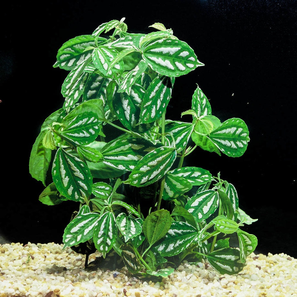 aluminum plant indoor care ALUMINUM PLANT (Pilea cadierei) – Nature Aquariums USA